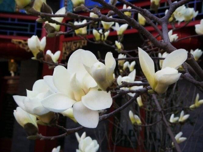 Hotel Cote Cour Beijing