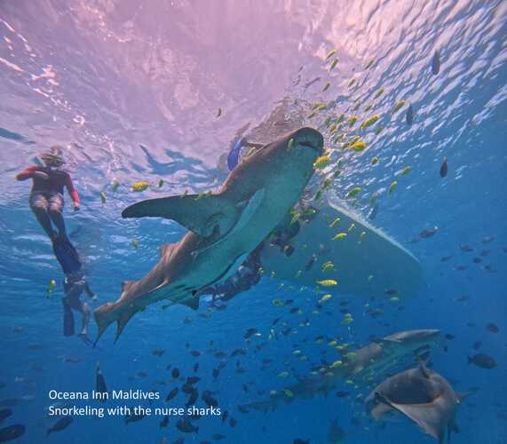 Oceana Inn Hotel Maldives