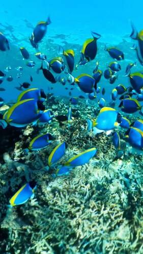 Oceana Inn Hotel Maldives