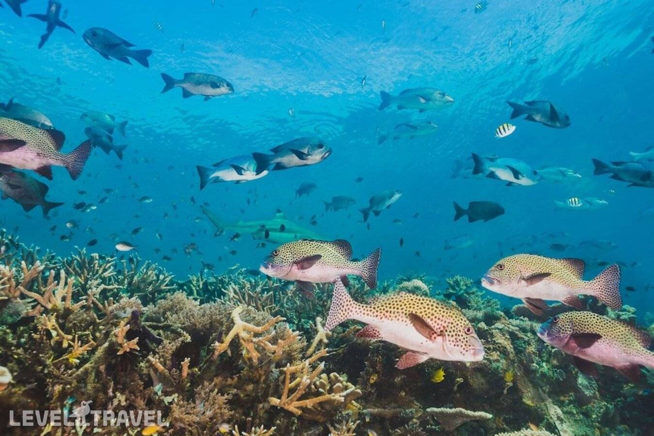 фотографии отеля Sands Exotic Hotel & Spa в Мальдивы(Тулусду) - фото №40