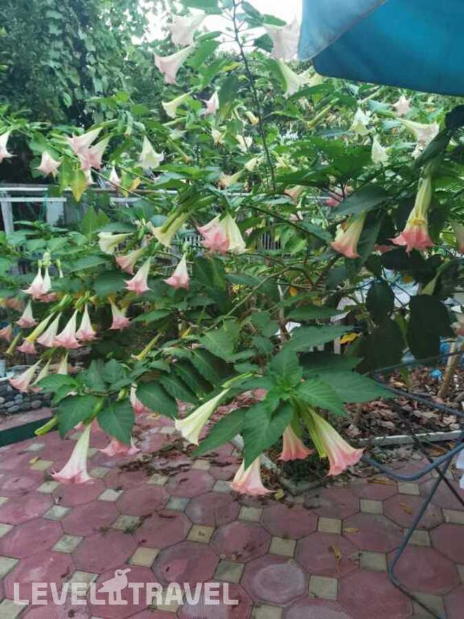 фотографии отеля Bougainvillea (Бугенвилия) в Абхазия(Гагра) - фото №28