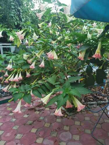 Bougainvillea (Бугенвилия)