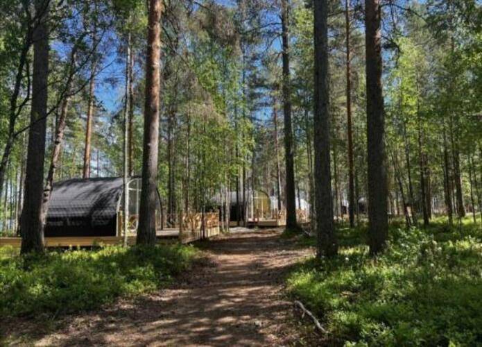 Хвоя. Карелия