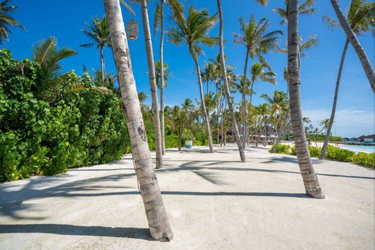Sun Siyam Romance (Adults Only 16+)