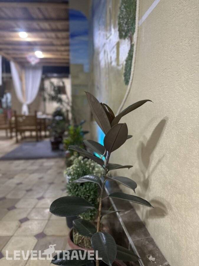 фотографии отеля Гостевой Дом Dolon House в Узбекистан(Бухара) - фото №30