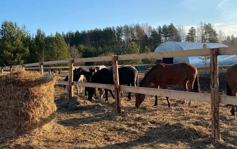 Новая Ельня