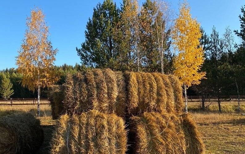 Новая Ельня