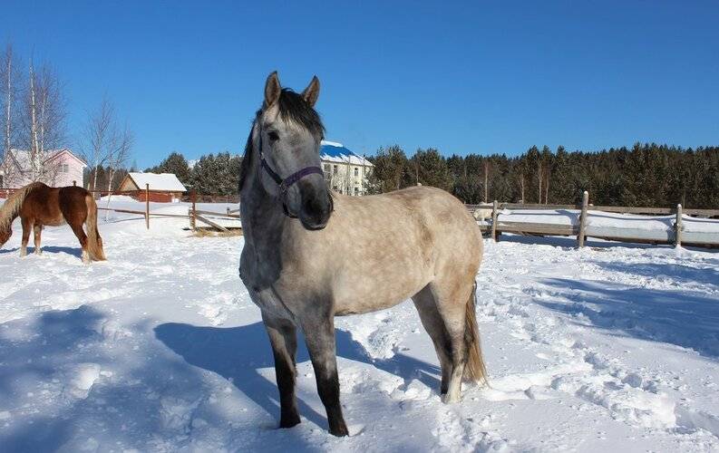 Новая Ельня