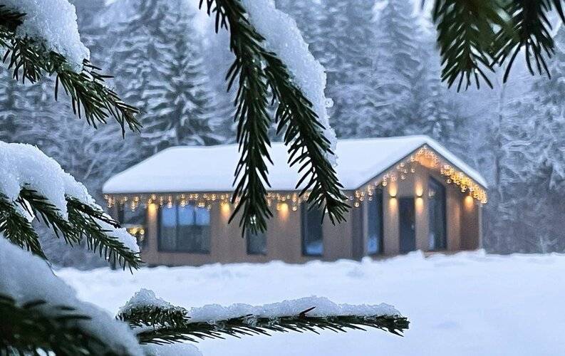 Pine Forest Хвойный Лес