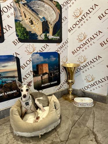 Bloomtalya
