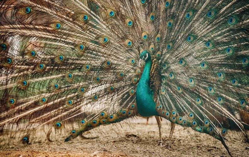 Русские Сезоны Село Вятское - Домъ Мастера Хомутова