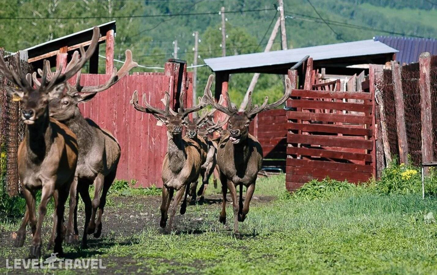 фотографии отеля Басаргино в Россия(Алтайский район) - фото №26