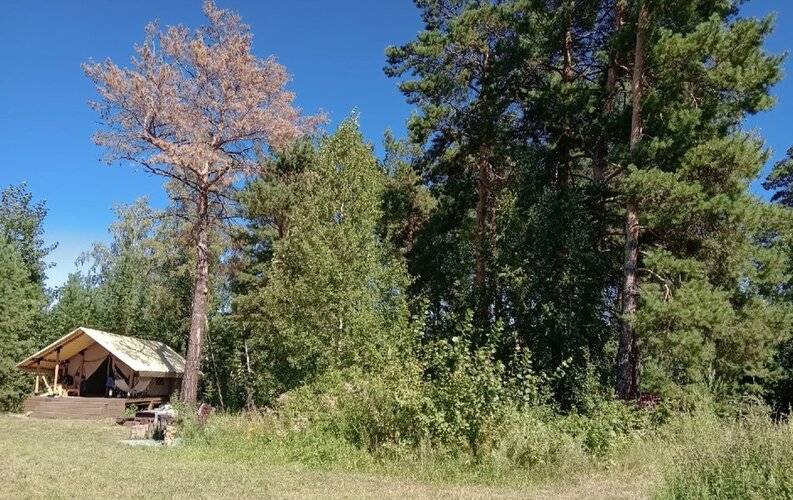 Воздух Леса
