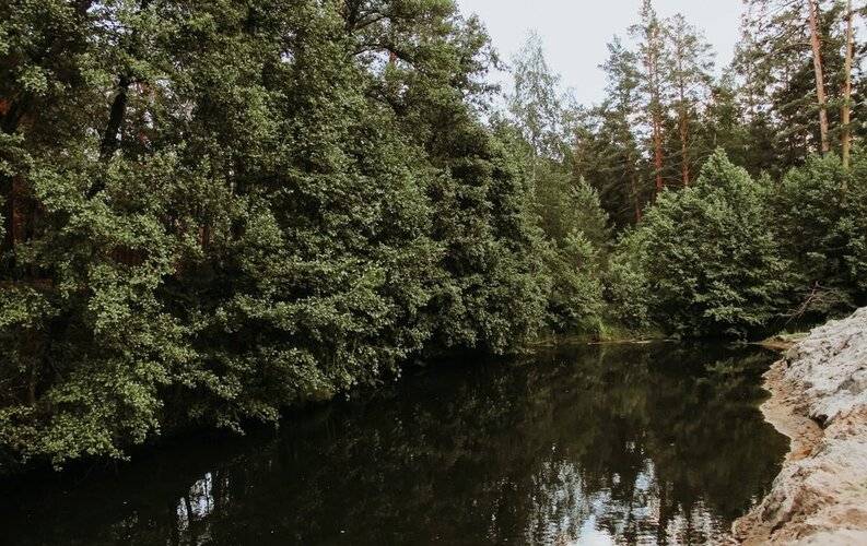 Воздух Леса
