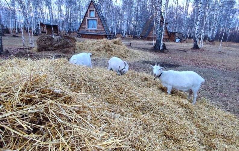 Веселая Ферма