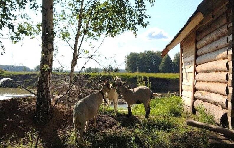 Веселая Ферма