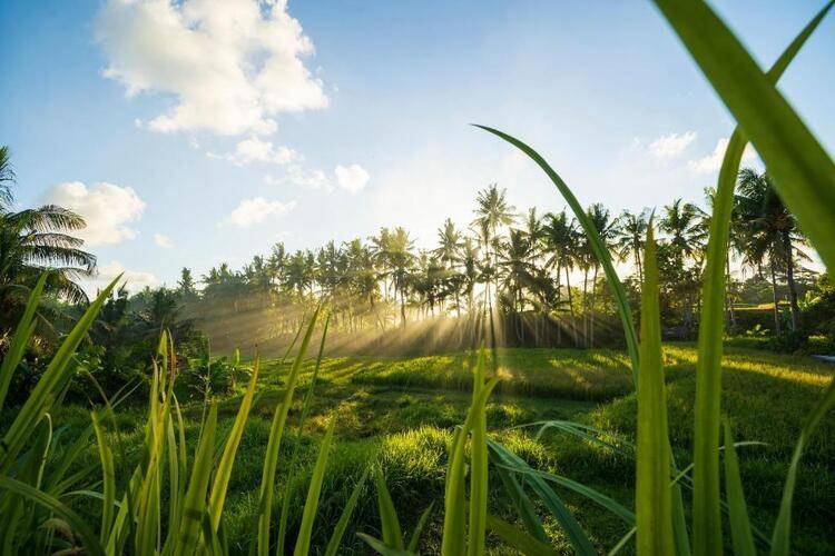 Amatara Agung Raka Resort Ubud