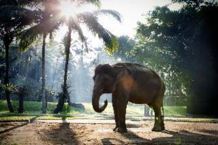 Mason Elephant Park And Lodge Gianyar Bali