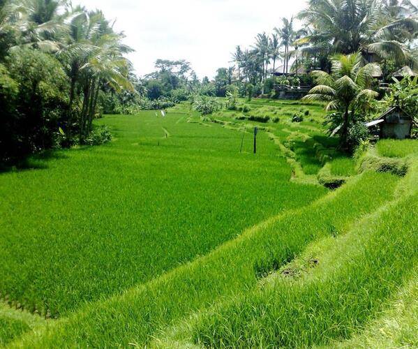 Ubud Green Resort Villas