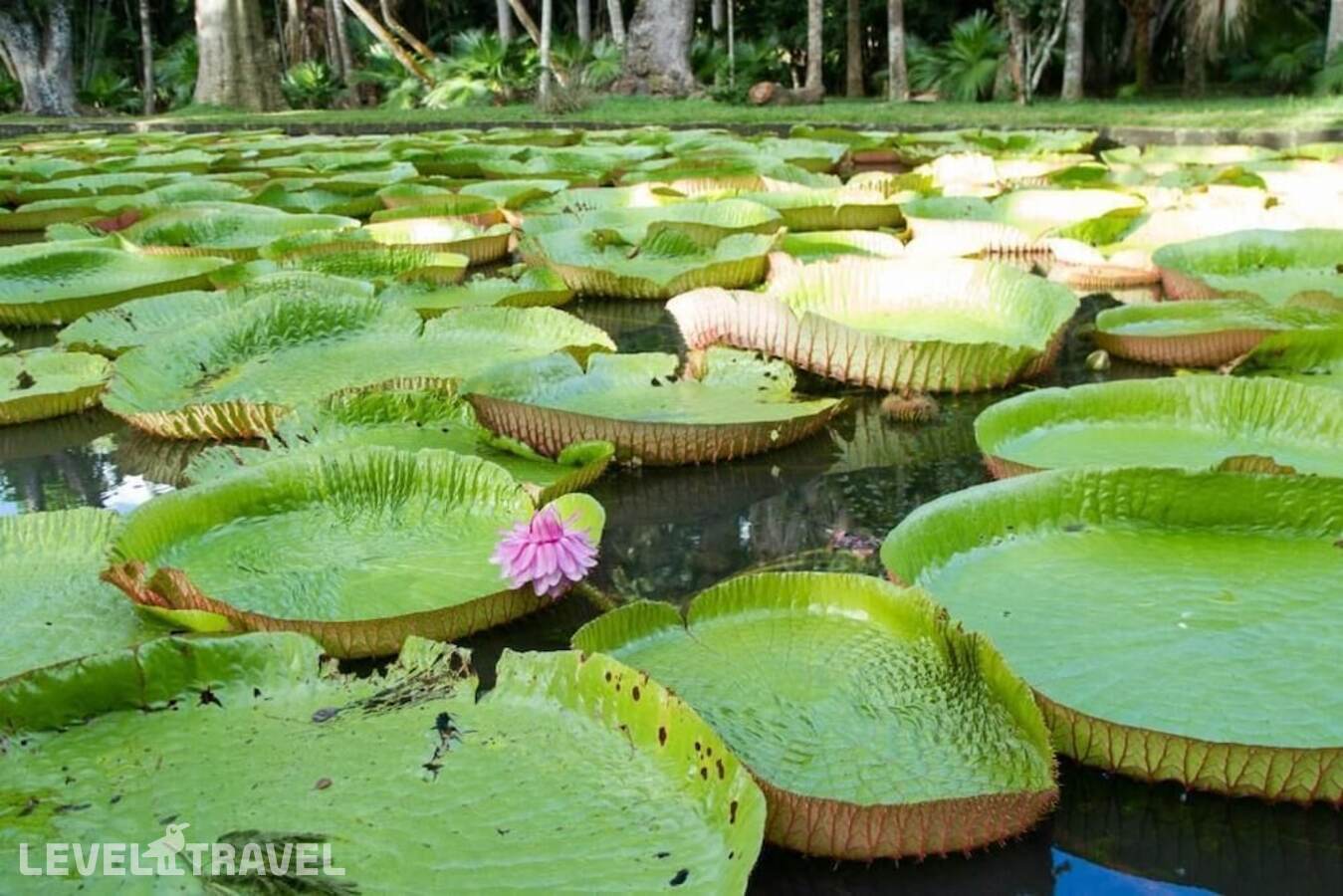 фотографии отеля La Margarita в Маврикий(Северное побережье) - фото №26