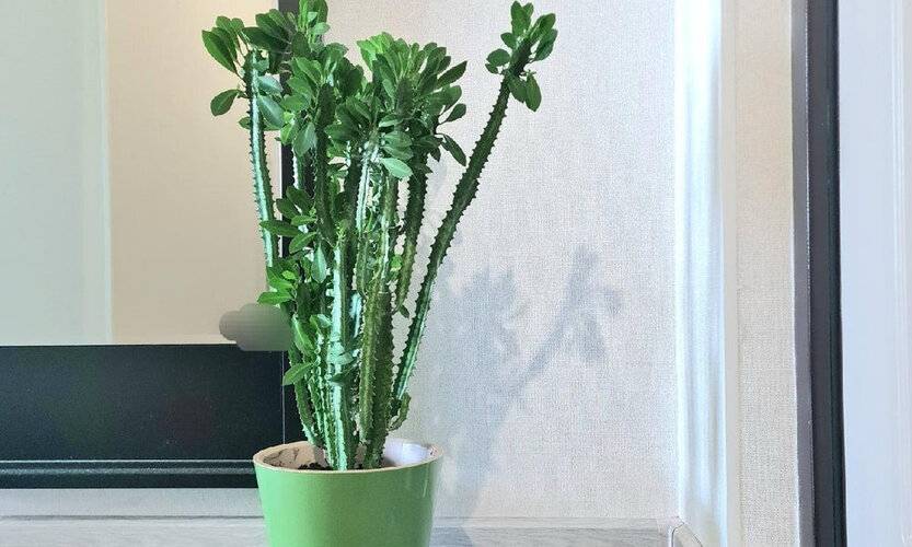 Апартаменты Молодо Зелено На Улице Шафиева