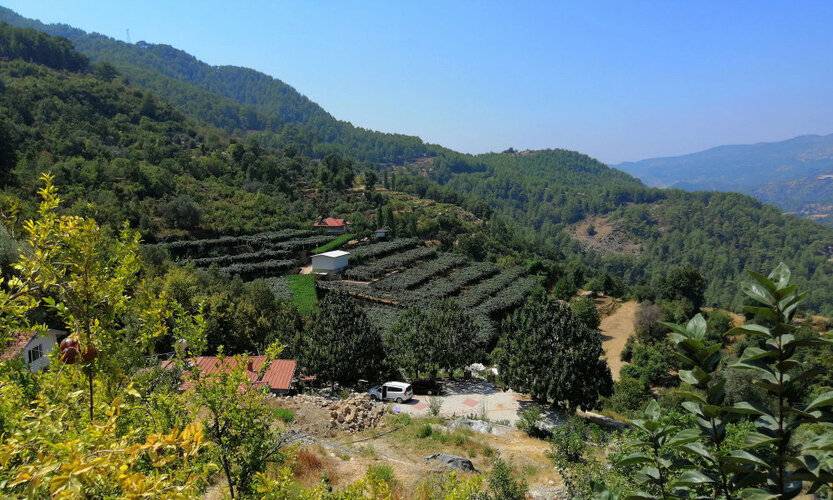 Avena Mountain Boutique Hotel