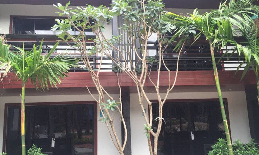 Chaokoh Phi Phi Hotel