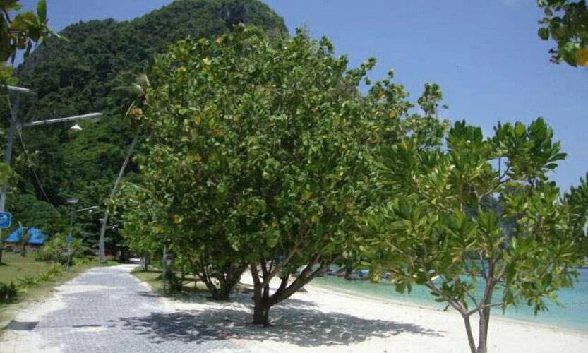 Phi Phi Sand Sea View Resort
