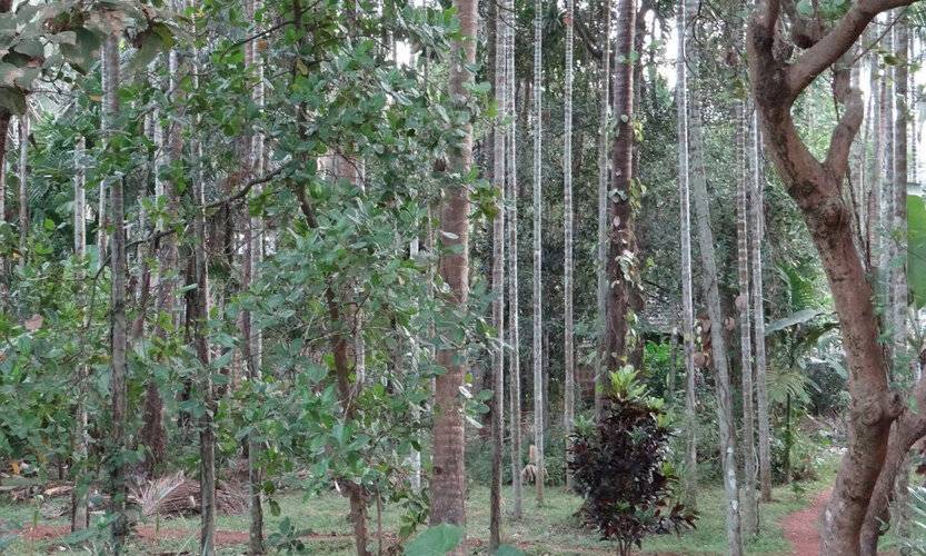 Dudhsagar Plantation