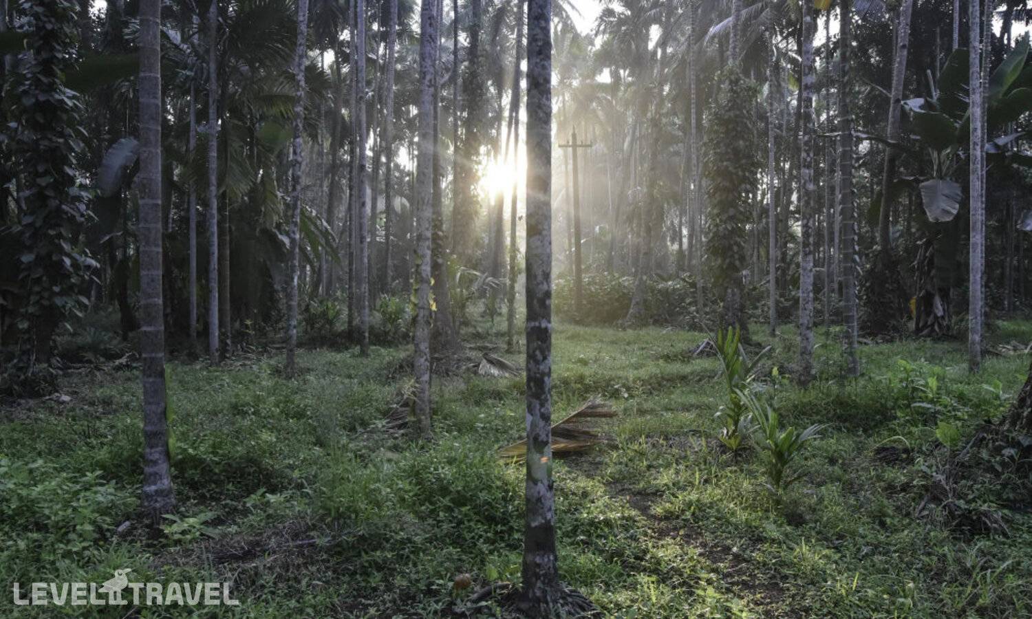 фотографии отеля Dudhsagar Plantation в Индия(Кепем) - фото №5