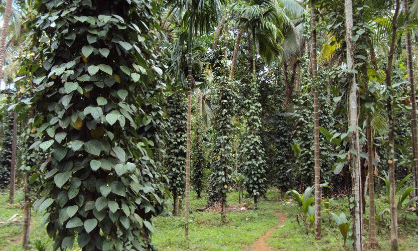 Dudhsagar Plantation