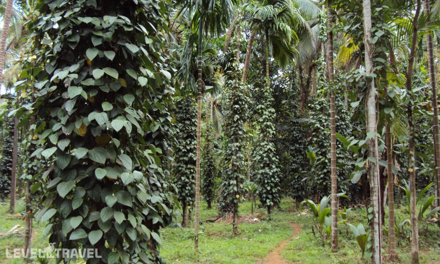 фотографии отеля Dudhsagar Plantation в Индия(Кепем) - фото №22