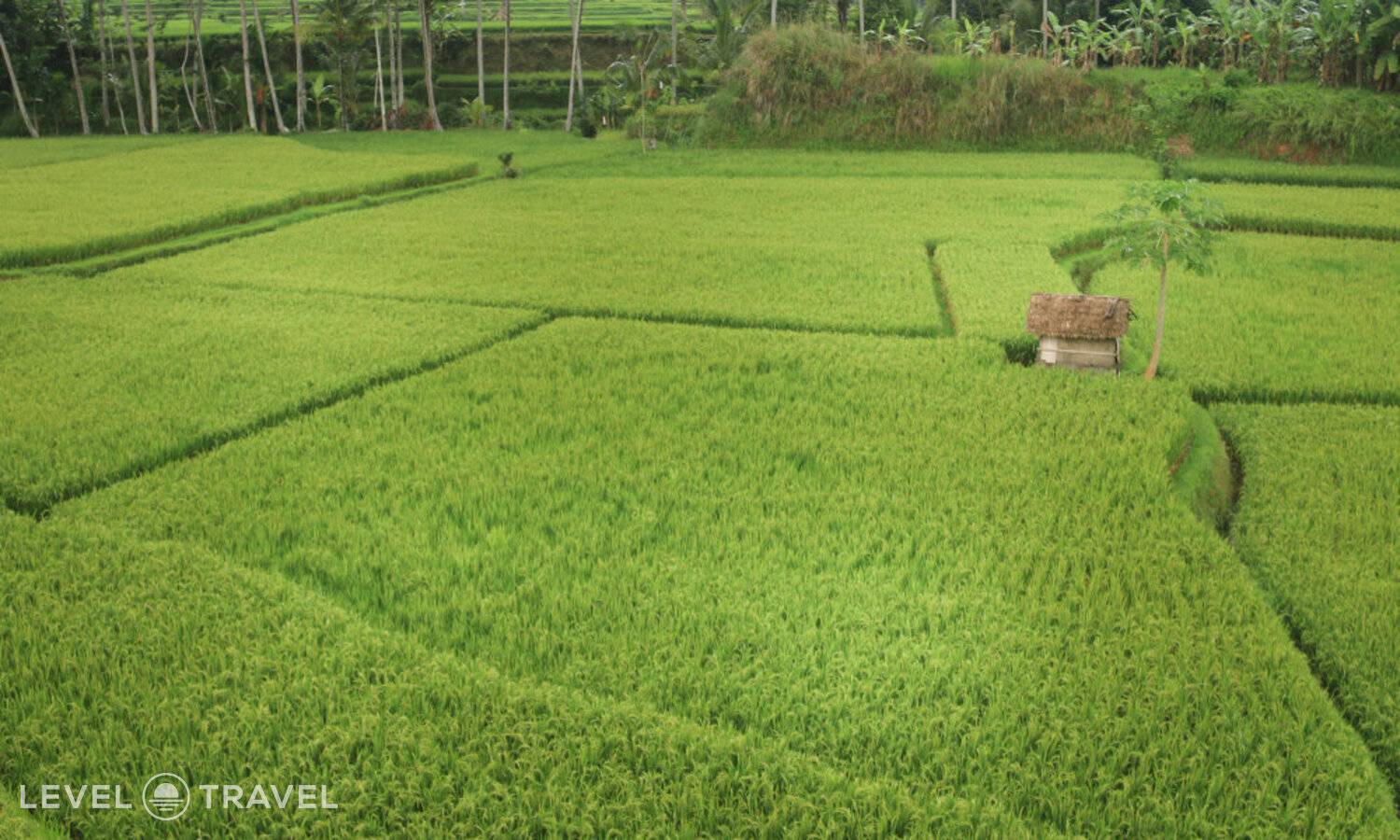 фотографии отеля Om Ham Retreat And Resort в Индонезия(Убуд) - фото №77