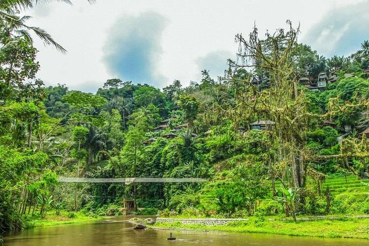 Jungle Retreat By Kupu Kupu