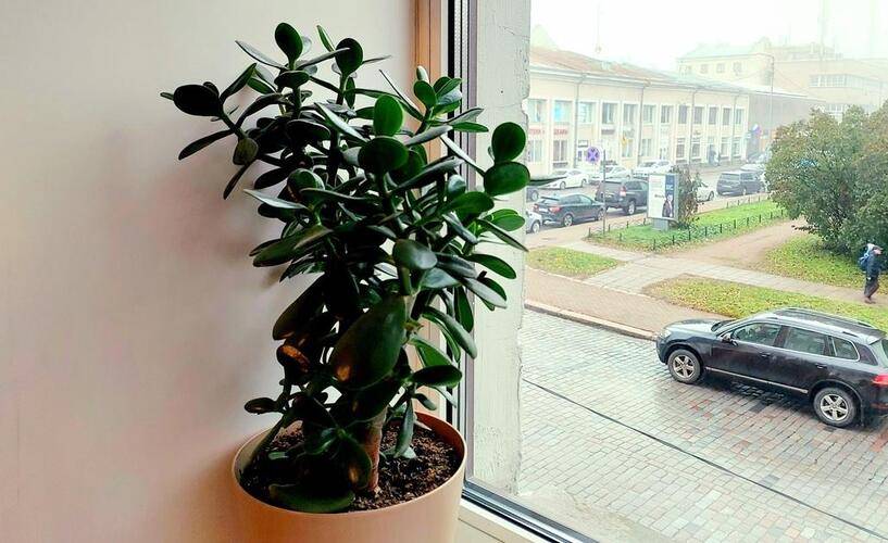 Суточно Выборг На Улице Ленина 7