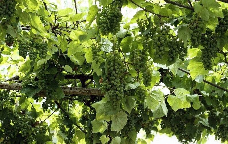 Диана Аллама Групп