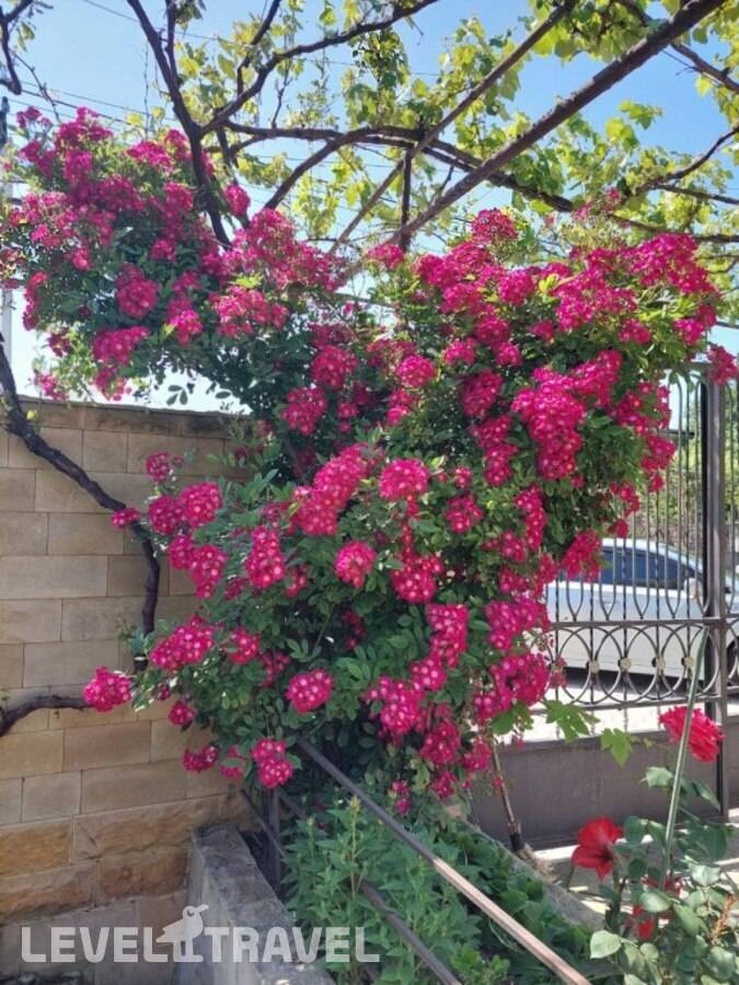 фотографии отеля Гостевой Дом На Сосналиева 46 в Абхазия(Гудаута) - фото №2