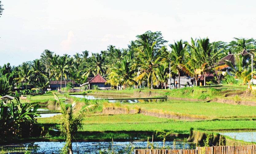 Ubud Sawah Homestay