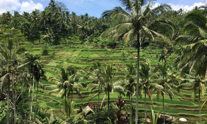 Ubud Sawah Homestay