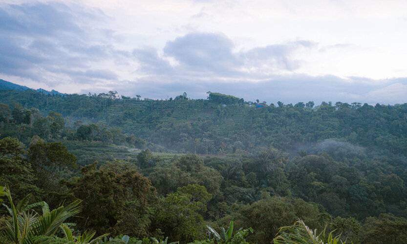 The Green Ponci Bedugul
