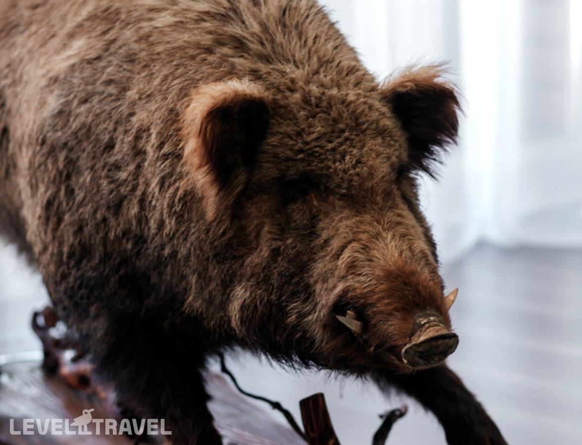 фотографии отеля Тайга в Россия(Алтай) - фото №40