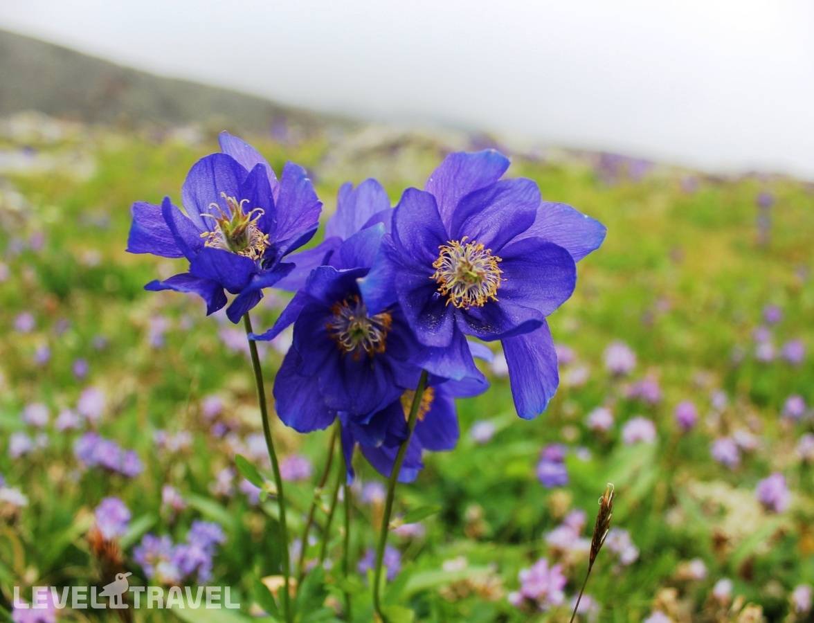 фотографии отеля Чедоев Привал в Россия(Камлак) - фото №11