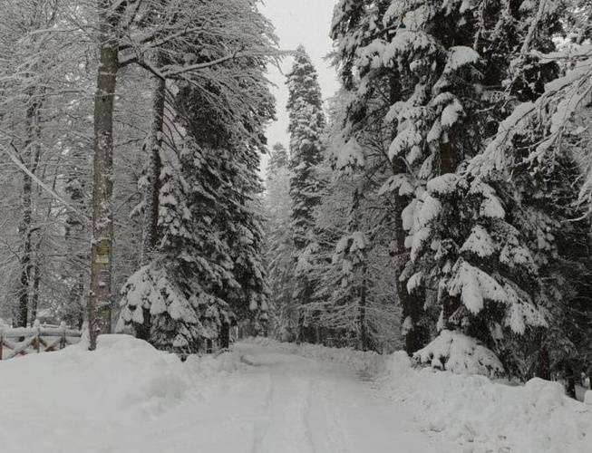 Лесогорье