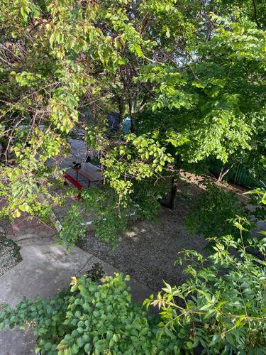 Каштан