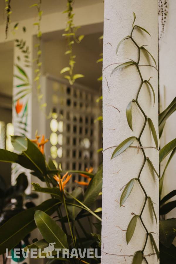 фотографии отеля Jungle Soul в Шри-Ланка(Мирисса) - фото №12