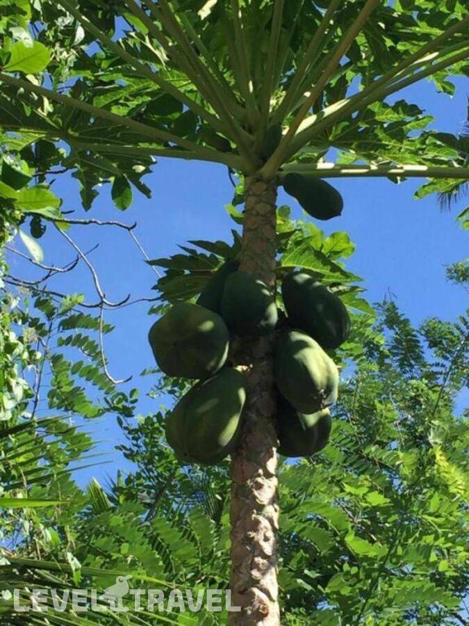 фотографии отеля My Home в Шри-Ланка(Хиккадува) - фото №3