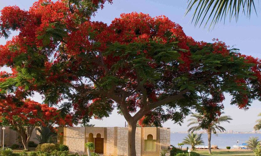 Mercure Ismailia Forsan Island Hotel