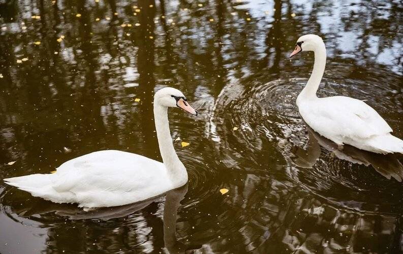 Пять Звезд Цвелодубово Загородный Комплекс