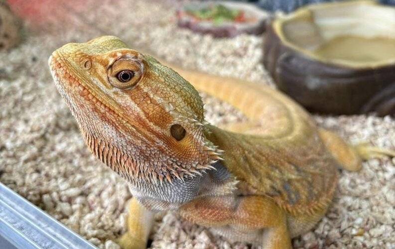 Игуана Бутик-Отель