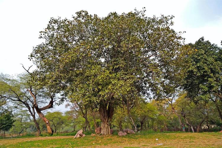 Beacon Hotel Nirman Vihar New Delhi